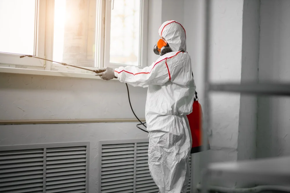 Professional mold remediation services in East Weymouth, MA
